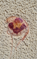 Pelagia noctiluca