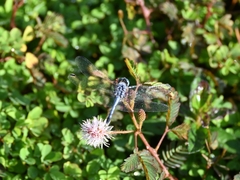 Diplacodes trivialis