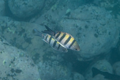 Abudefduf vaigiensis