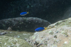 Pomacentrus coelestis