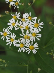 Aster glehnii