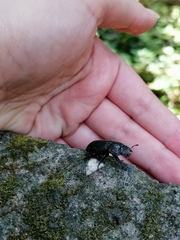 Dorcus parallelipipedus