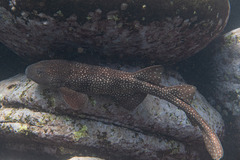 Brachaelurus waddi