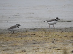 Charadrius hiaticula