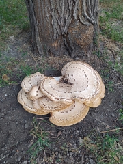 Cerioporus squamosus