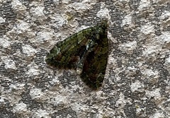 Chloroclysta siterata