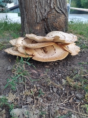 Cerioporus squamosus