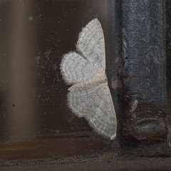 Idaea subsericeata