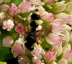 Cerceris rybyensis