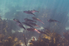 Sepioteuthis australis