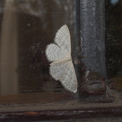 Idaea subsericeata