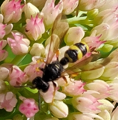 Cerceris rybyensis