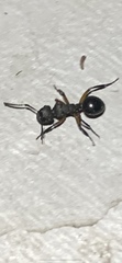 Polyrhachis femorata