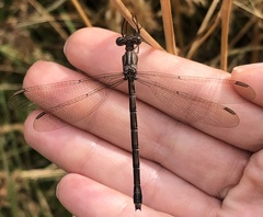 Archilestes