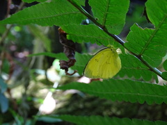 Eurema andersoni