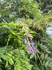 Wisteria sinensis