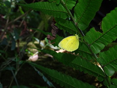 Eurema andersoni