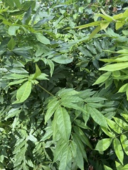 Wisteria sinensis