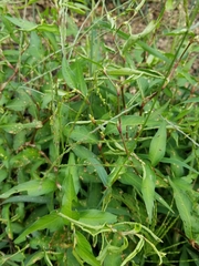 Persicaria hydropiper