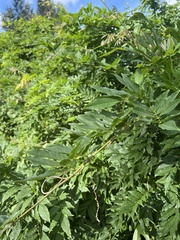 Wisteria sinensis