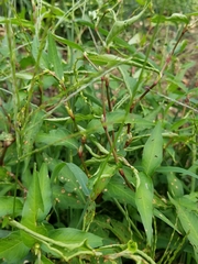 Persicaria hydropiper