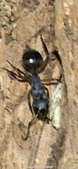 Polyrhachis femorata