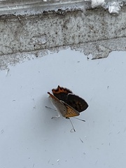 Lycaena phlaeas daimio