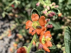 Macroteropsis