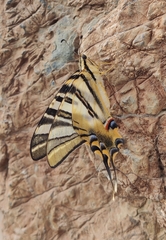 Iphiclides feisthamelii