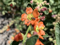 Macroteropsis