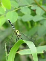 Orthetrum sabina