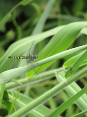 Brachydiplax sobrina