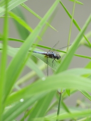 Brachydiplax chalybea