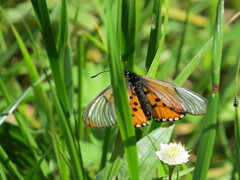 Acraea horta
