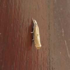 Agriphila inquinatella