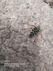 Placosternus erythropus