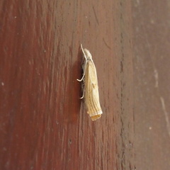 Agriphila inquinatella