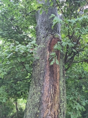 Ulmus glabra