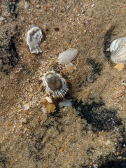 Cellana tramoserica