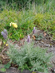 Lavandula dentata