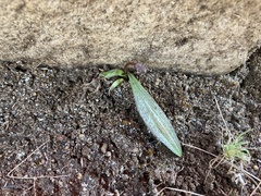 Ledebouria rupestris