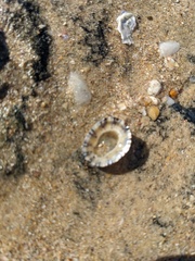 Cellana tramoserica