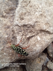 Placosternus erythropus