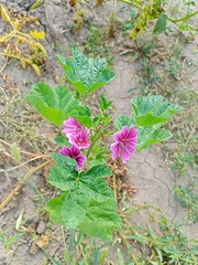 Malva sylvestris