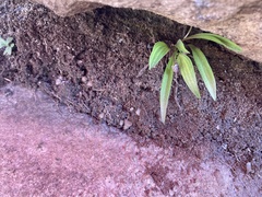 Ledebouria rupestris