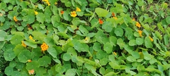 Tropaeolum majus