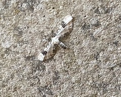 Eupithecia centaureata