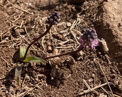 Ledebouria rupestris