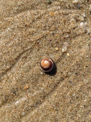 Bembicium nanum