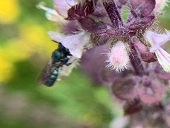 Ceratina unimaculata